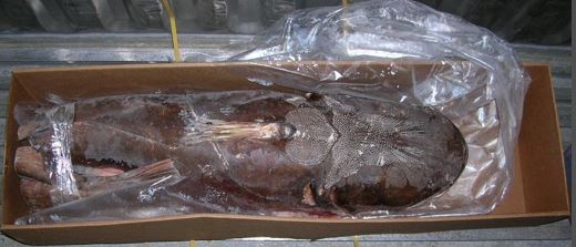 BG GILLBACKER WHOLE 5 lb UP BY LB