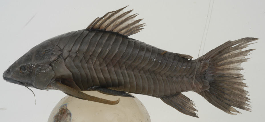 BERBICE HASSAR PKG 1.5 LB