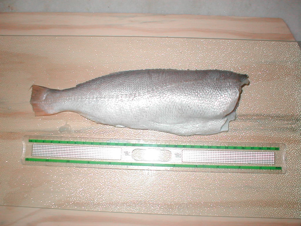 COURANTYNE BANGAMARY H-LESS 2 LB PK