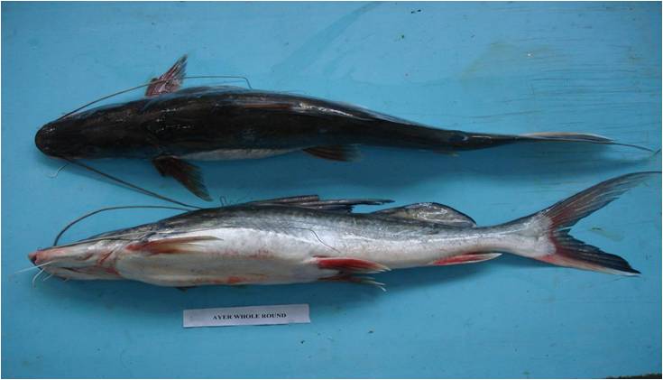 MARSHALL'S CATFISH CURASS AYER 25 KG