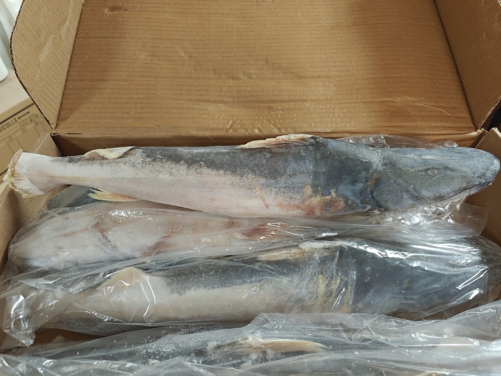 MARSHALL'S CATFISH DOURADA 10 KG