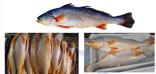 BG GOLD SNAPPER CORVINA HEAD ON BY LB