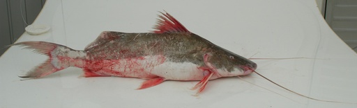 MARSHALL'S CATFISH LAULAU 22 LB